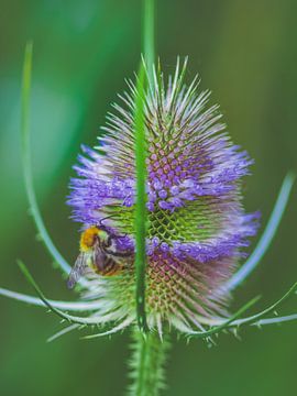 Round and round van Miriam Meijer, en pleine campagne.....