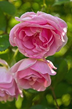 Roze rozen in de zomer van Anja B. Schäfer