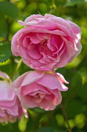 Roze rozen in de zomer