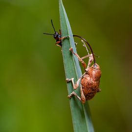 Acorn weevil by Achim Prill