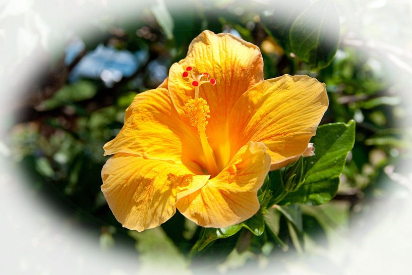 Oranje Hibiscus bloem van Bob de Bruin