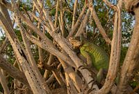 Antilliaanse leguaan in cactus op Sint Eustatius