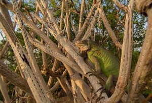 Antilliaanse leguaan in cactus op Sint Eustatius van Thijs van den Burg