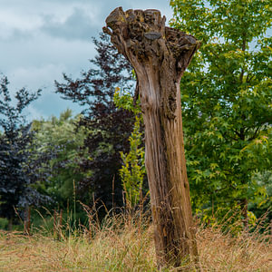 Dode boomstronk in het park