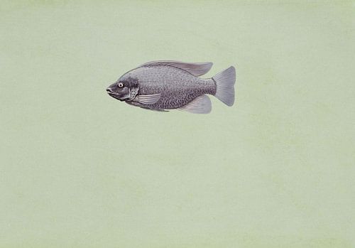 Oreochromis niloticus (Tilapia oreochromis niloticus Fisch)