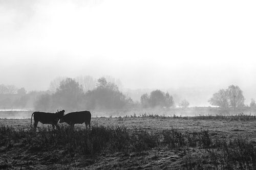 Silhouettes along a misty IJssel river