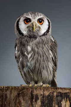 Northern white-faced owl Ptilopsis leucotis studio portret met grijze achtergrond van Leoniek van der Vliet