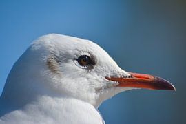 Gros plan, de, mouette sur René van der Horst