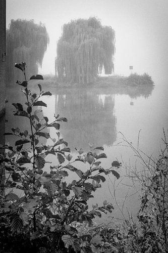 Treurwilgen in de mist