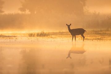 Ree in het ochtendlicht