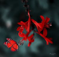 Vlinder op een Montbretia (Crocosmia Luzifer)