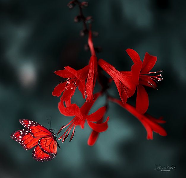 Vlinder op een Montbretia (Crocosmia Luzifer) van Flower and Art