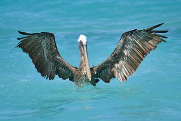 de sterke vleugels van een pelikaan van Pieter JF Smit