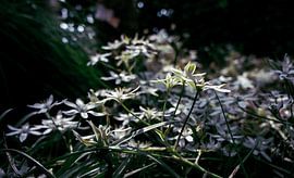 SONY DSC by Art Through the Lens