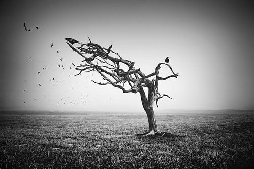 Hitchcock geïnspireerde Beeldmanipulatie - Iconische Kraai Kunstwerk