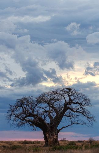 Boabab boom met pastel kleuren op achtergrond