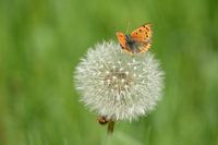 Kleine vuurvlinder op paardenbloem