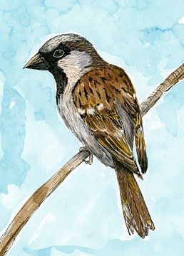 House sparrow coloured ink drawing by Bianca Wisseloo