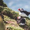 Twee papegaaiduikers op de Faeröer Eilanden van Expeditie Aardbol