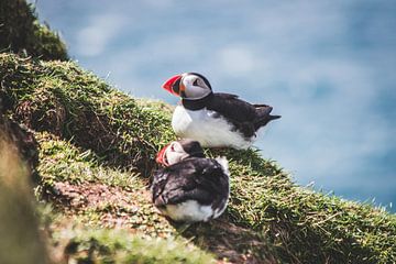 Twee papegaaiduikers op de Faeröer Eilanden van Expeditie Aardbol