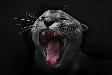 De schreeuw van de kat. De kop van een poema is close-up met een open rode bek, de vacht is verkleur van Michael Semenov