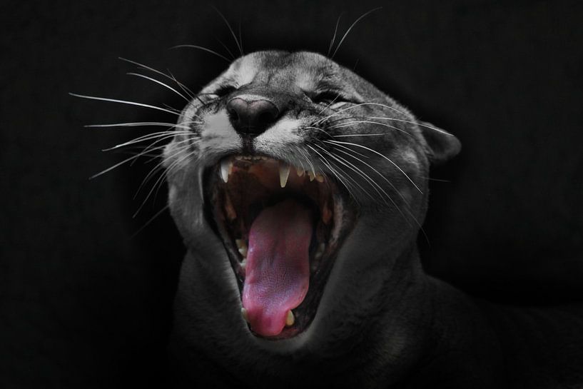 Der Schrei der Katze. Der Kopf eines Pumas ist in Nahaufnahme mit einem offenen roten Maul zu sehen, von Michael Semenov