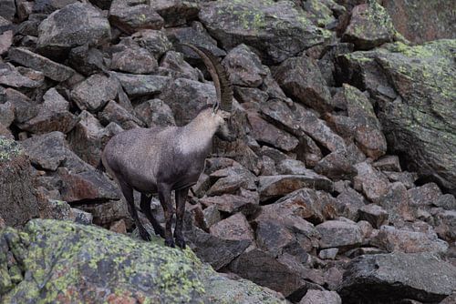 Steinbock in den Schweizer Alpen