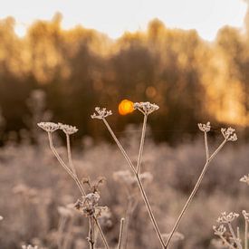 Sonnenaufgang Nachtfrost von Michael van der Tas