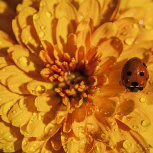 Bolchrysant 3
