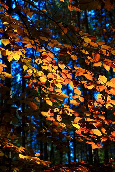 Beech by Thomas Jäger