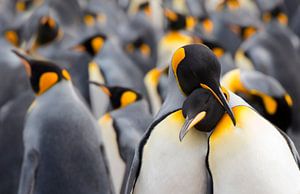 Zwei Königspinguine (Aptenodytes patagonicus) im Kolonie, Falklandinseln