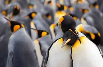 King Penguins (Aptenodytes patagonicus) standing close to each other in a colony