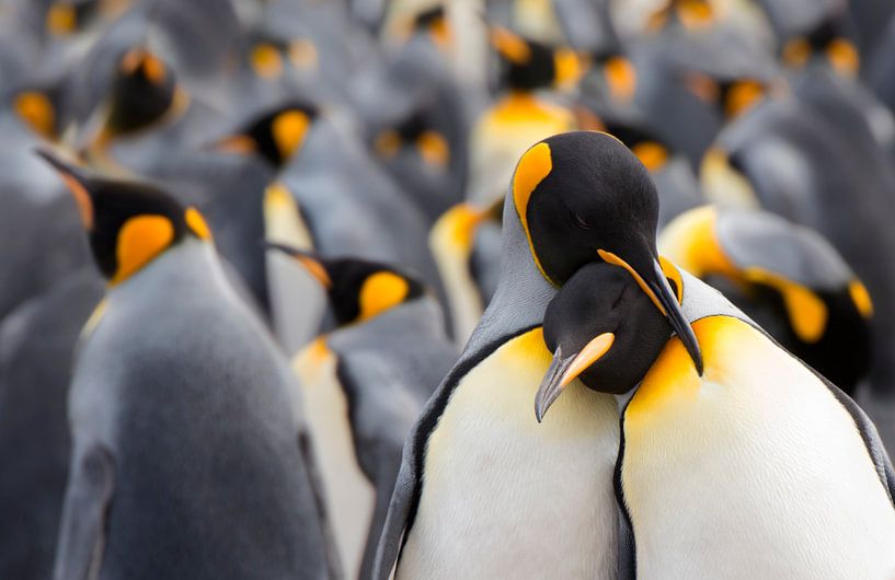 Zwei Königspinguine (Aptenodytes patagonicus) im Kolonie, Falklandinseln von Nature in Stock