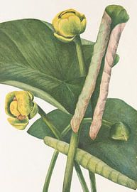 Spatterdock From North American Wildflowers (1925) Par Mary Vaux Walcott. sur Pictufy