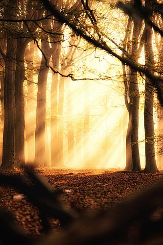 Autumn Symphony 4 van Cho Tang