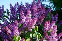 Des lilas dans la lumière du soir.