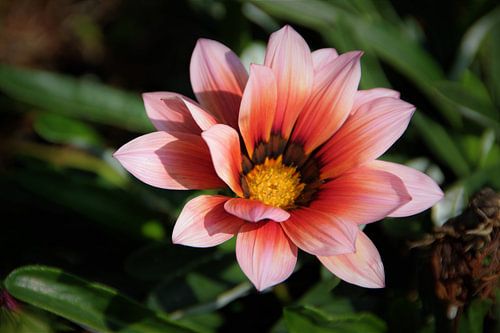 dégradé de couleurs