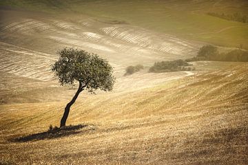 Toskanische Landschaft von Peter Poppe