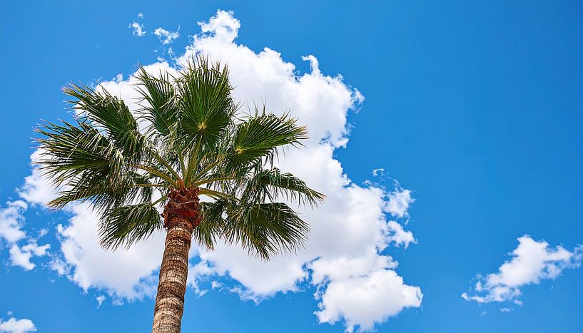 Palm trees with clouds by Mustafa Kurnaz