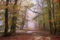 Nuances d'automne par Tvurk Photography Aperçu