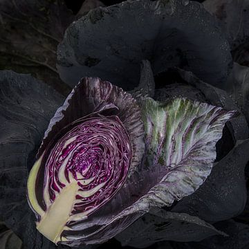 red cabbage by Fotogallery