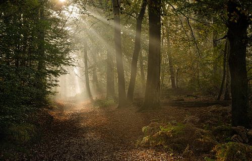 Sunrise in a misty Bergherbos