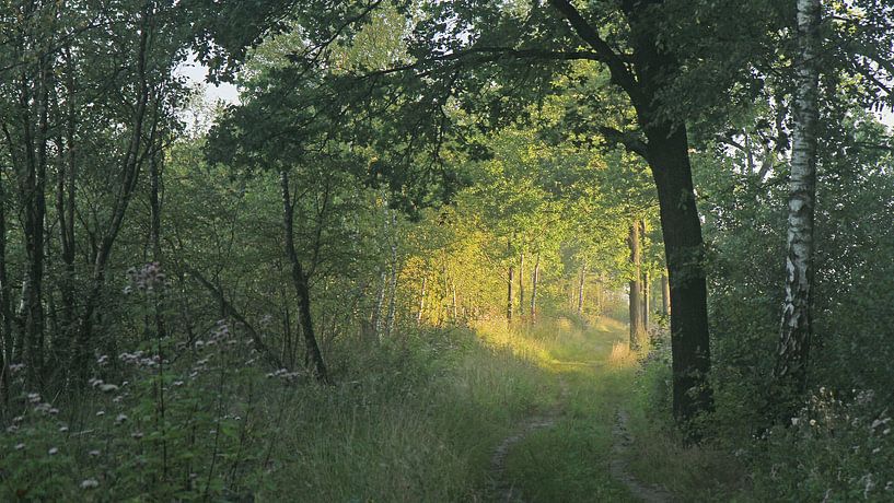 Engbertsdijksvenen 11 by Joop de Lange