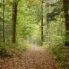 Wanderweg im Wald mit Perspektive auf die Herbstbaumreihe von Trinet Uzun