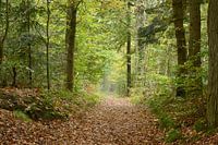 Wandelpad in het bos met perspectief van rij herfst bomen