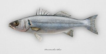 Sea bass, Dicentrarchus labrax by Urft Valley Art