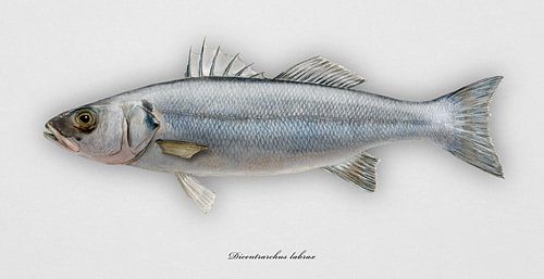 Loup de mer, Dicentrarchus labrax