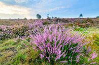 Zonsopgang boven bloeiende heide in natuurgebied de Veluwe van Sjoerd van der Wal Fotografie thumbnail