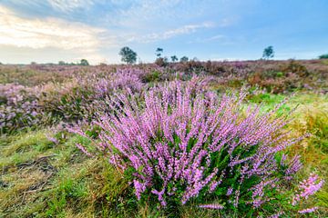 Zonsopgang boven bloeiende heide in natuurgebied de Veluwe van Sjoerd van der Wal Fotografie
