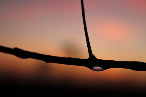 Dauwdruppels in de morgen